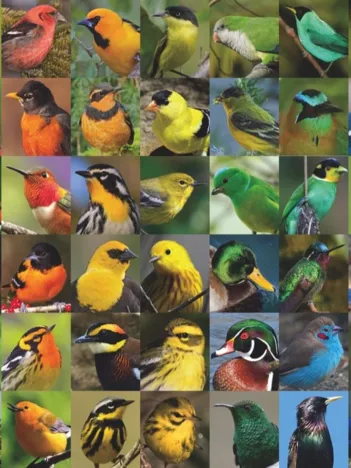 Produit Rainbow of Birds Image