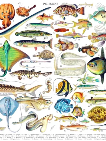 Produit Fish - Poissons Image