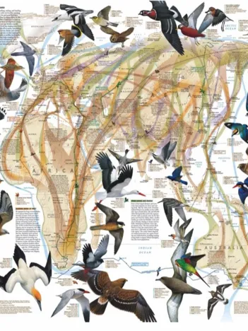 Produit Eastern Bird Migration Image