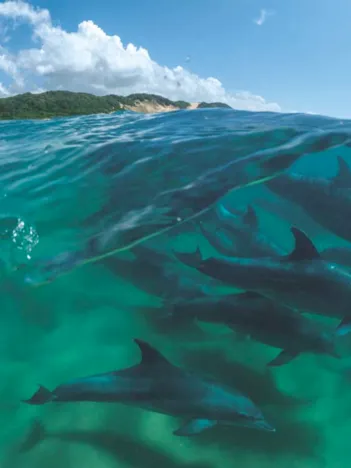 Produit Bottlenose Dolphins Image