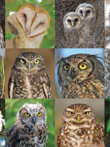 Produit Owls and Owlets Image