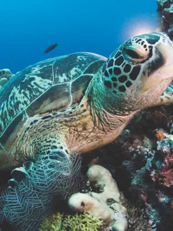 Produit Pièces XXL - Green Sea Turtle Image