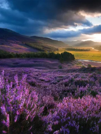 Produit Pièces XXL - Heathered Highland Glen Image