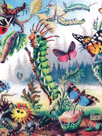 Produit Pièces XXL - Metamorphosis Image