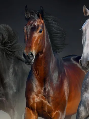 Produit Trois Coeurs Nobles Image