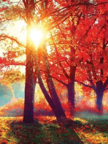 Produit Automne Rouge Image