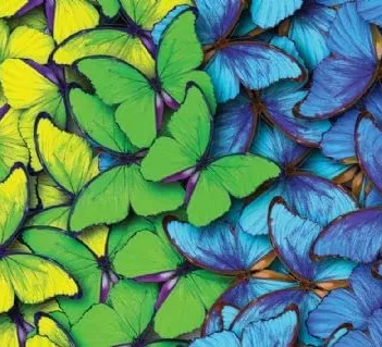 Produit Collage Papillons Image