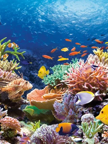 Produit Récif de Corail Image