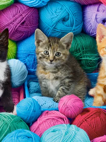 Produit Chatons dans un Magasin de Laine Image