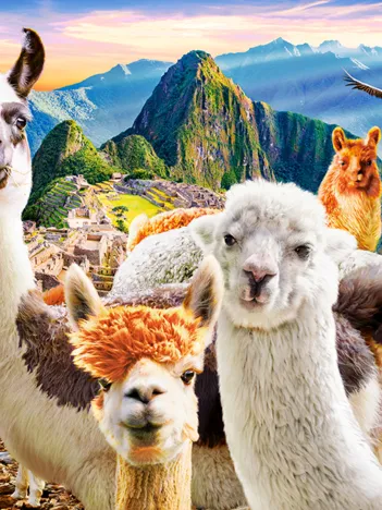 Produit Selfie de Lamas Image