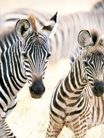 Produit Jeunes Zèbres Image