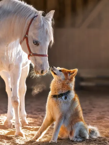 Produit Amitié Unique Image