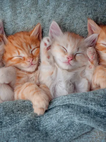 Produit Chatons Mignons Image