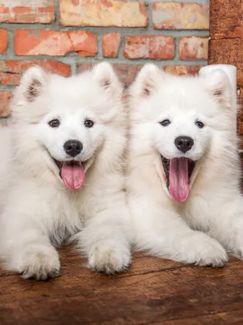 Produit Les Chiots Samoyèdes Disent Bonjour Image