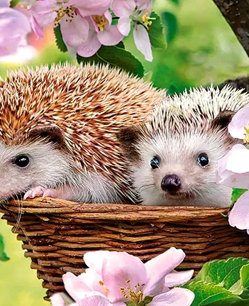 Produit Springtime Image