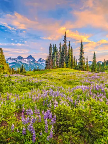 Produit Fleurs du Matin Image