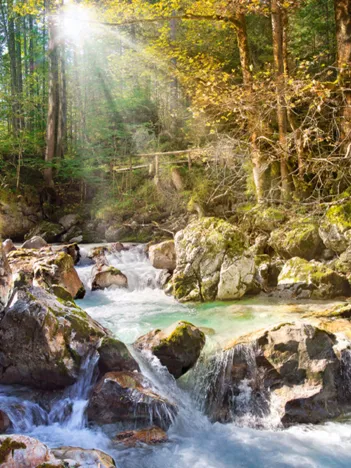 Produit Le Ruisseau de la Forêt Image