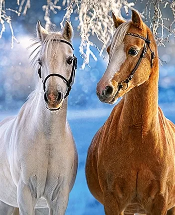 Produit The Winter Horses Image