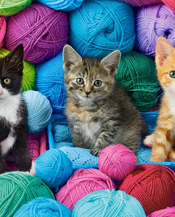 Produit Chatons Image