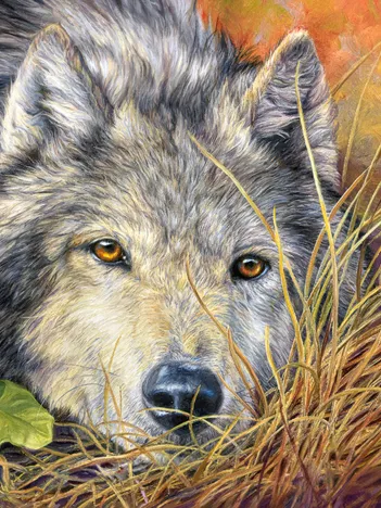 Produit Âme Pure Image