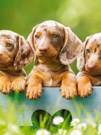 Produit Mignons Chiots Image