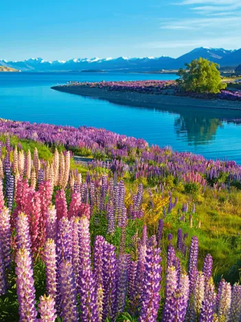 Produit Lac Tekapo, Nouvelle-Zélande Image