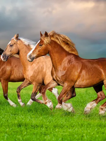 Produit Chevaux en Ruée Vers le Printemps Image