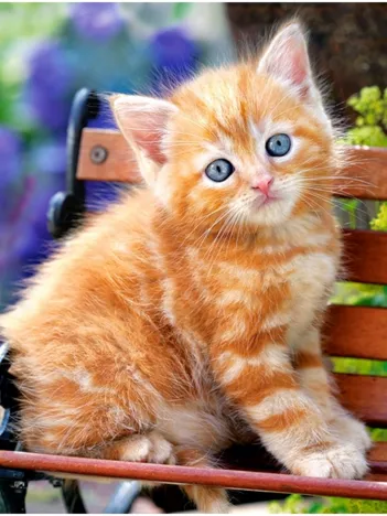 Produit Chat Roux Image