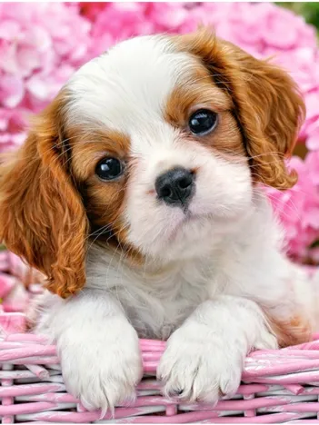 Produit Chiot en Fleurs Roses Image