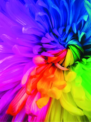 Produit Rainbow Flower Image