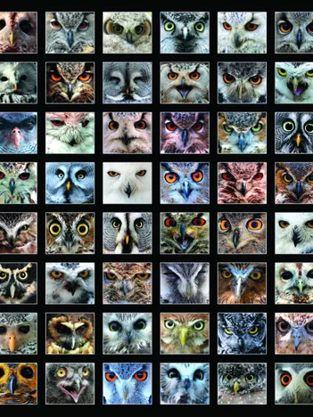 Produit Collage - Hiboux Image