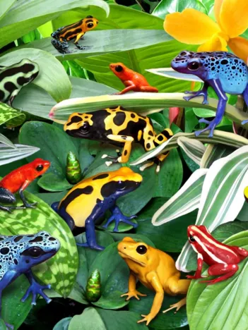 Produit Fun Frogs Image