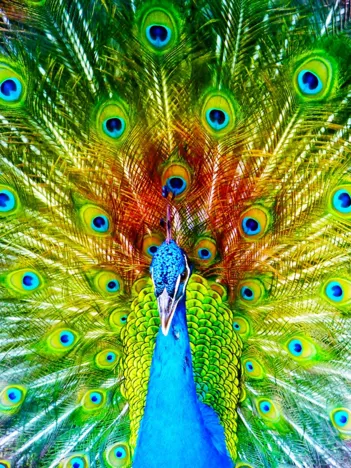 Produit Paon Coloré Image