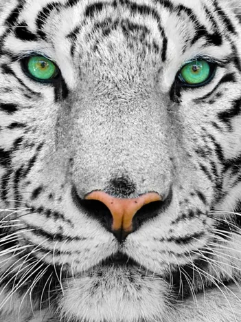 Produit Tigre de Sibérie Image