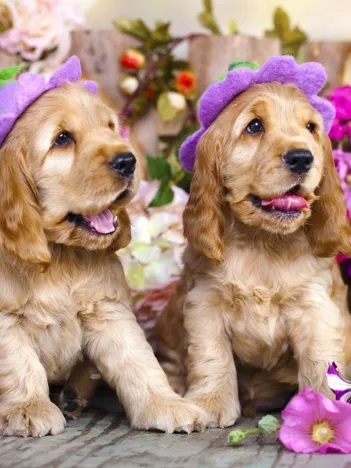 Produit Chiots aux Chapeaux de Fleurs Image