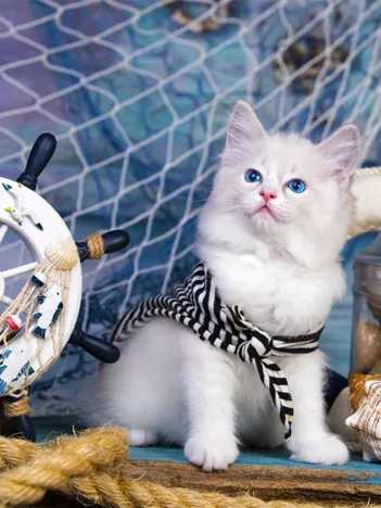 Produit Capitaine Chaton Image