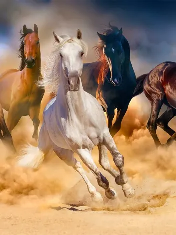 Produit Chevaux dans le Désert Image