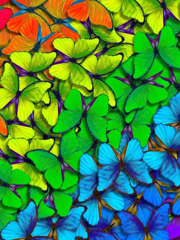 Produit Rainbow Butterflies Image