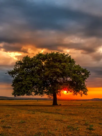 Produit Éclipse de Feuilles Image