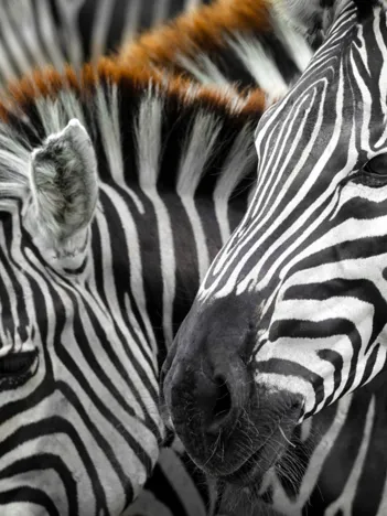 Produit Zèbres Image