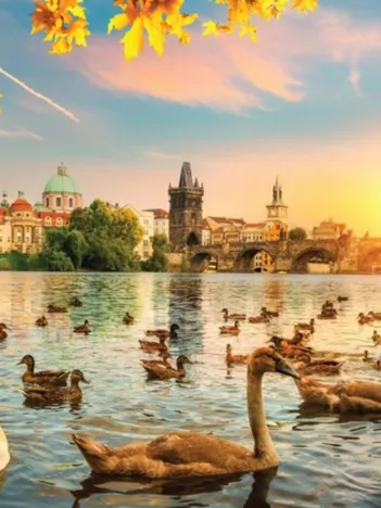 Produit Swans near Charles Bridge Image