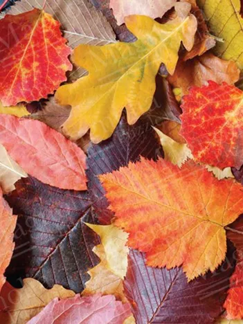 Produit Colorful Leaves Image