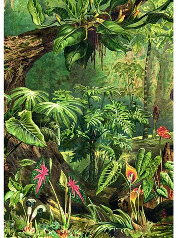 Produit Jungle Image