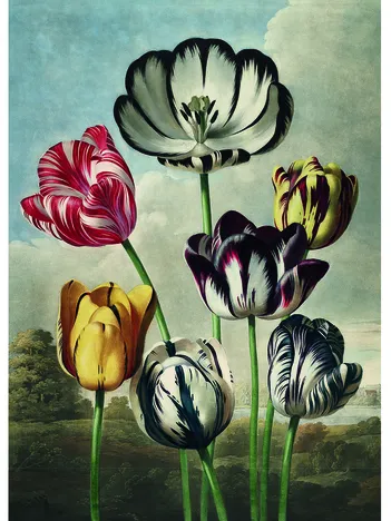 Produit Tulipes Image