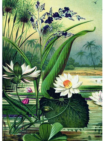 Produit Nenuphars Image