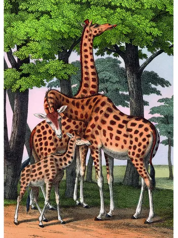 Produit Girafes Image