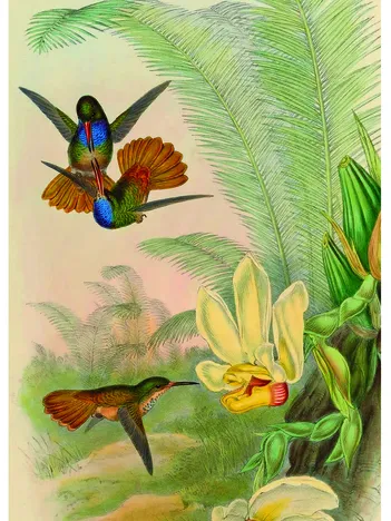Produit Colibris Image