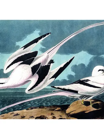 Produit Mouettes Image