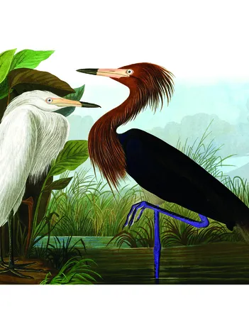 Produit Herons Image