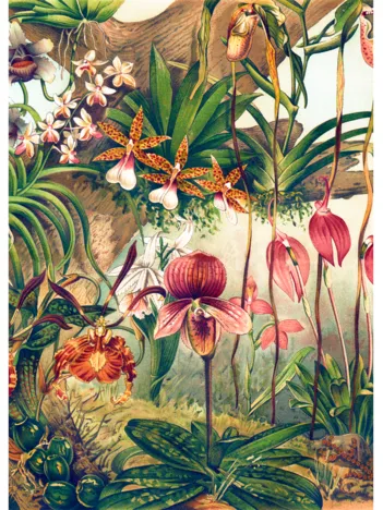 Produit Fleurs Tropicales Image